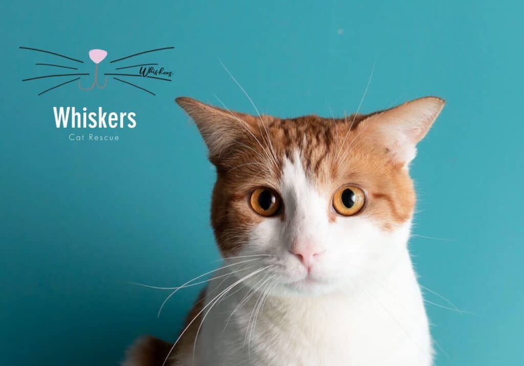 Whiskers Cat Rescue