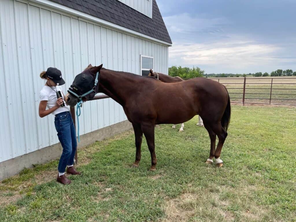 Bix Ro Horse Rescue