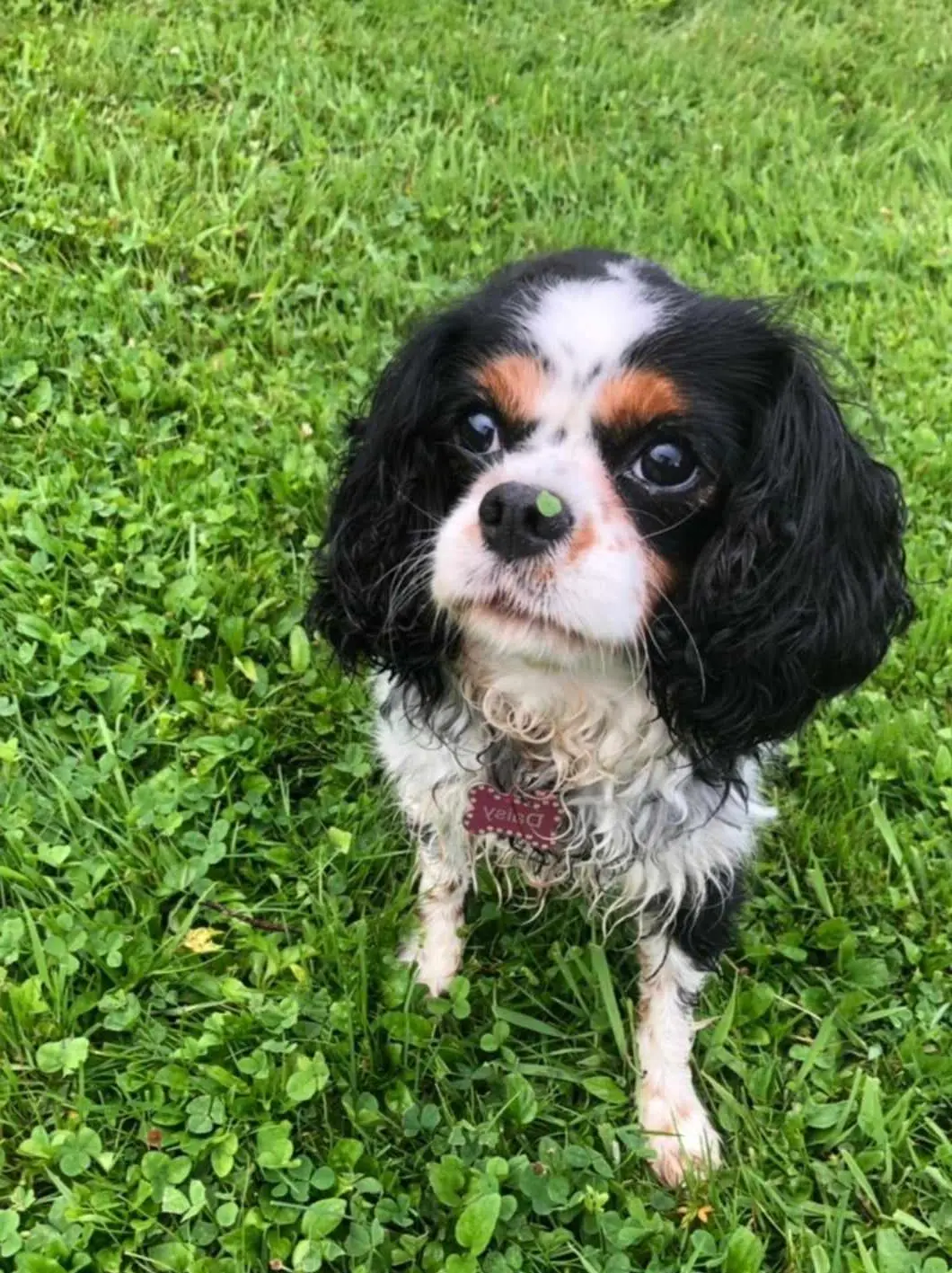 Daisy's Legacy