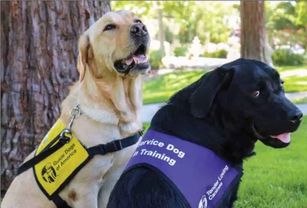 Guide Dogs Of America