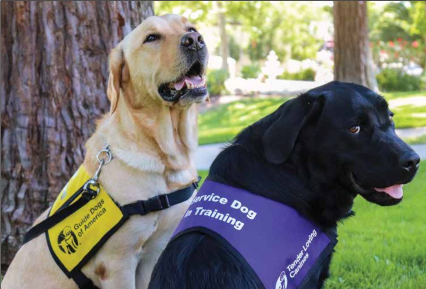 Guide Dogs Of America