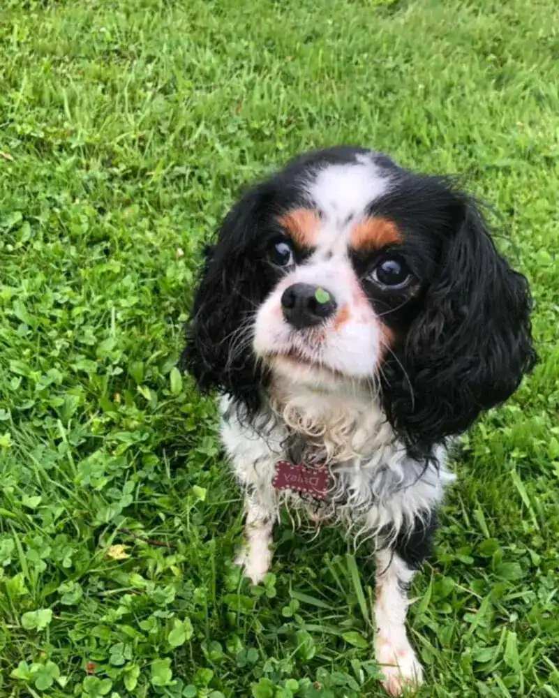 A small black, white, and brown dog stands on green grass with a small green leaf or object balanced on its nose, looking up with wide eyes.