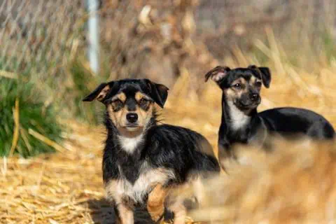 Teresa's Dog and Cat Rescue