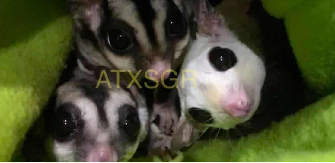 Three sugar gliders with large eyes snuggled closely together inside a green fleece pouch, representing Sugar Glider Rescue in Austin, Texas, with the text ATXSGR overlaid on the image.