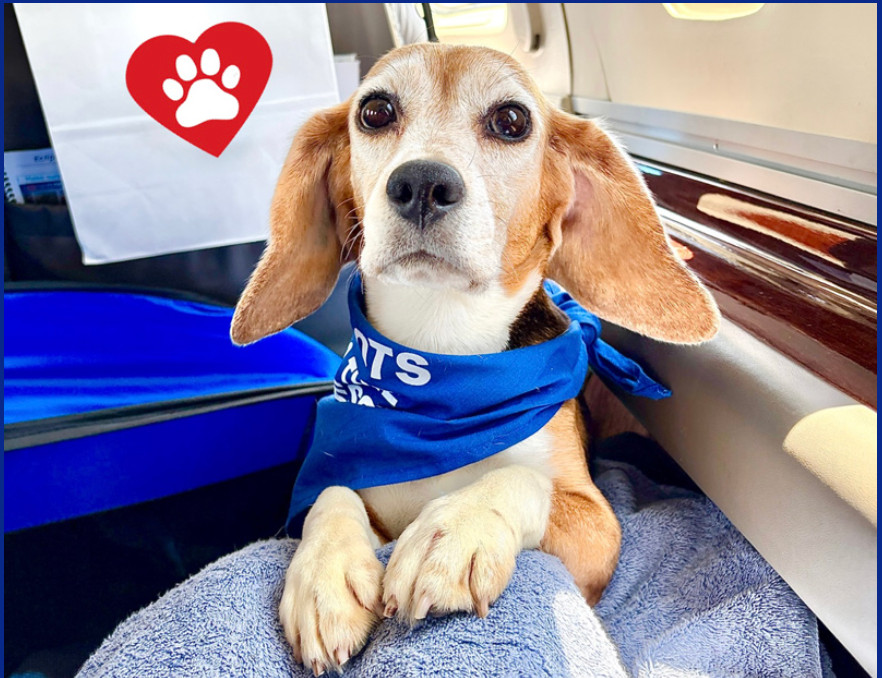 Beagle dog wearing a blue bandana sits on a towel in a vehicle, looking up—ready for new adventures through Pilots to the Rescue. A red heart with a white paw print is in the top left corner, symbolizing hope and compassion for animal rescue.