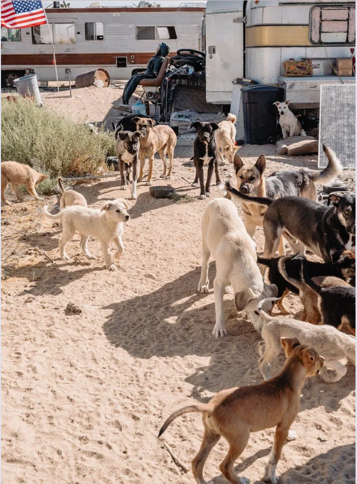 A group of dogs gathers on sandy ground near trailers and an American flag in a desert-like area, with some greenery and scattered outdoor objects visible—an atmosphere reminiscent of the Spay(ce) Project’s mission to care for animals in unique, remote settings.